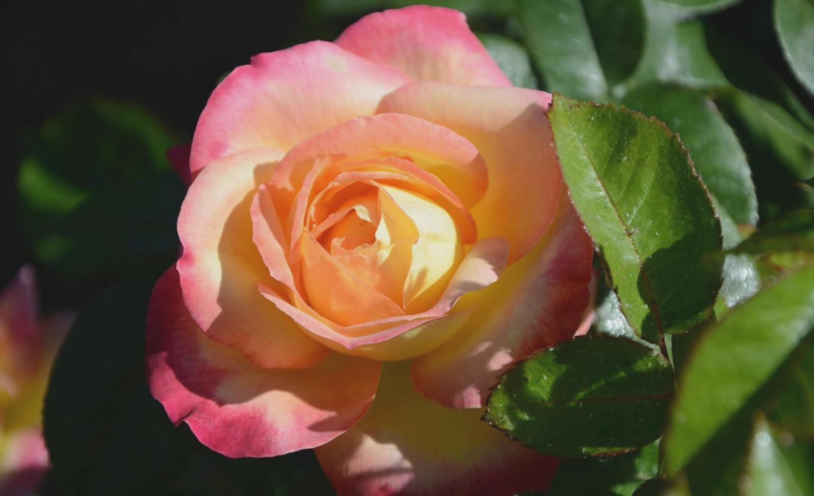 Detailaufnahme eines floralen Arrangements in einem modernen Hotelfoyer
